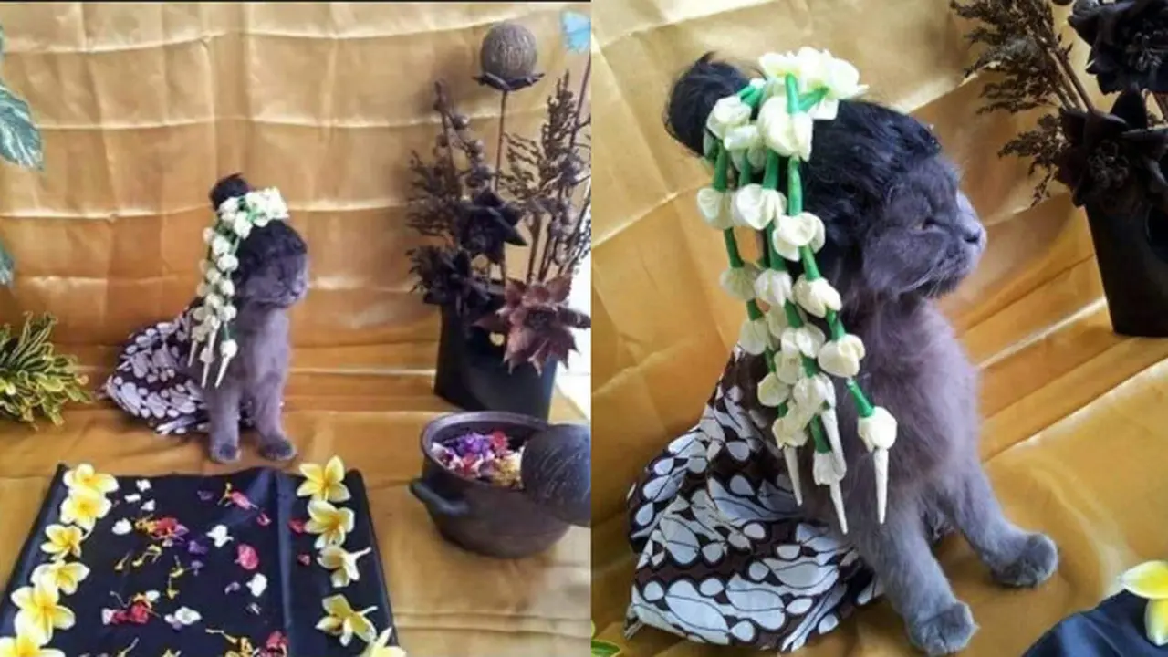 Viral Pria Ini Gelar Acara 7 Bulanan Untuk Kucingnya, Bikin Geleng Kepala
