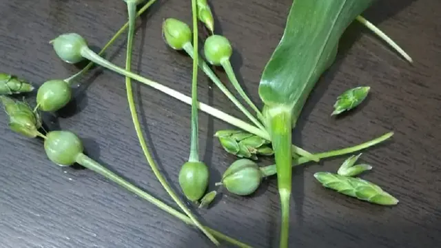 Jali Jali