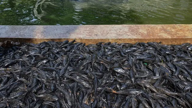 Petugas Sudin Ketahanan Pangan, Kelautan dan Pertanian Jakarta Selatan menangkap ikan sapu-sapu di kawasan Setu Babakan.
