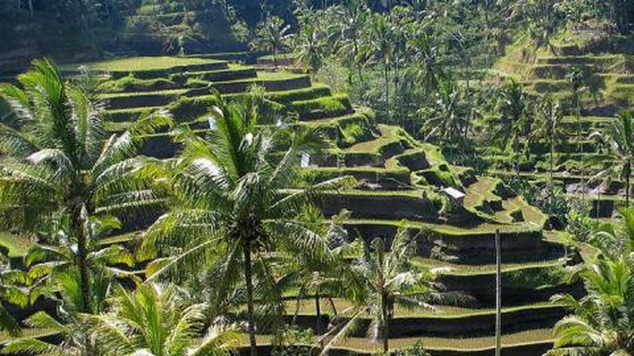 Subak, penantian 12 tahun untuk jadi warisan dunia
