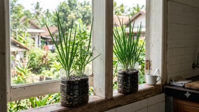 8 Tanaman Bumbu Dapur yang Bisa Ditanam di Botol Bekas, Praktis dan Hemat