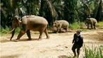 Balai Konservasi Sumber Daya Alam (BKSDA) Provinsi Aceh, berhasil melakukan translokasi terhadap seekor gajah yang terjebak di kawasan perkebunan kelapa sawit di Kota Subulussalam. (Liputan6.com/Rino Abonita)