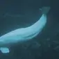Paus Beluga di akuarium Atlanta. (Creative Commons)