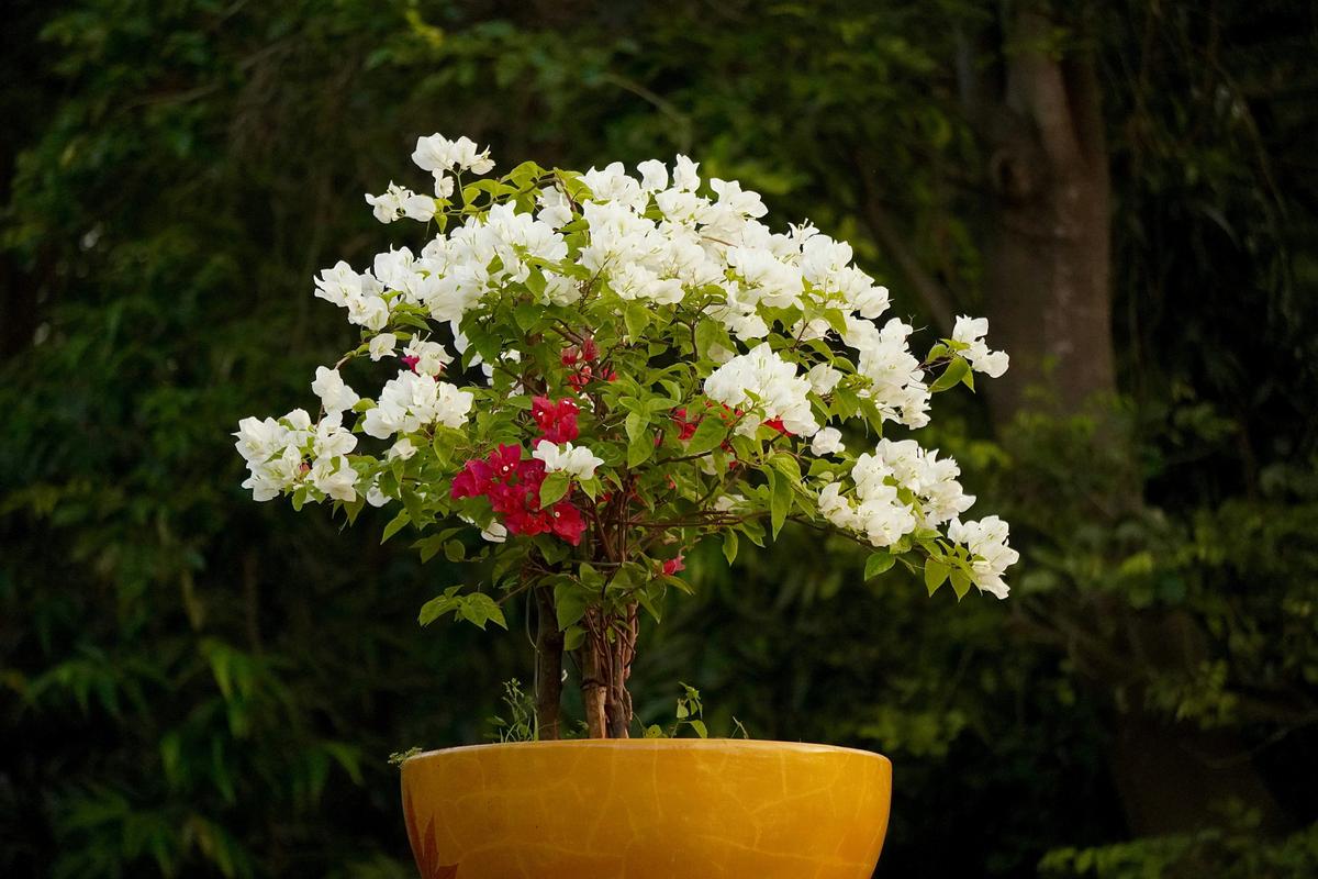 Bunga Kertas (Bougainvillea) Photo by Nikhil Sachan on Unsplash