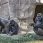 Aktivitas gorila di Taman Safari Kebun Binatang San Diego, California, Amerika Serikat (10/1/2021). Dua ekor gorila yang dilaporkan positif terinfeksi Covid-19 diyakini sebagai kasus pertama penularan virus terhadap kera yang diketahui. (Ken Bohn/San Diego Zoo Safari Park via AP)