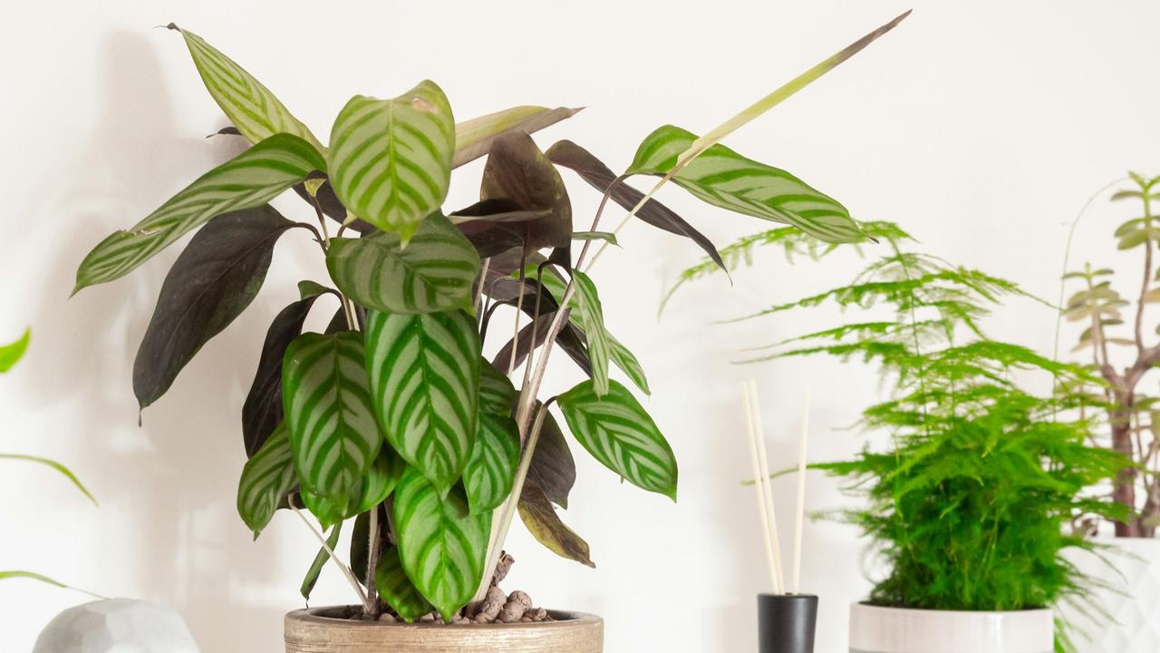Calathea