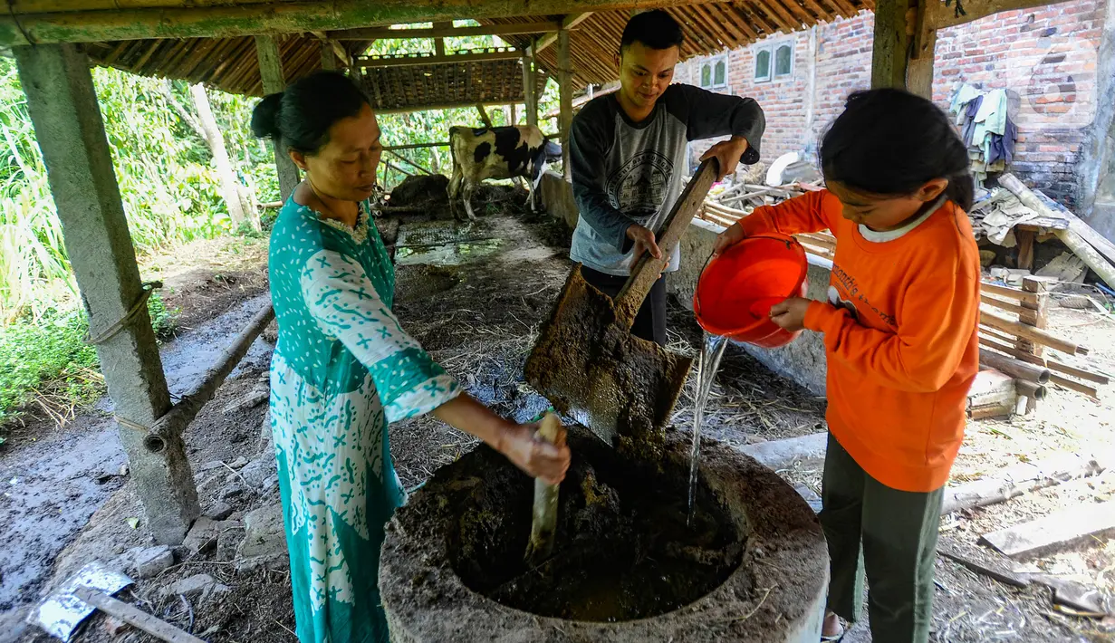Warga mengolah kotoran sapi perah menjadi biogas di Desa Dompyong, Trenggalek, Jawa Timur, Minggu (3/9/2023). (merdeka.com/Arie Basuki)