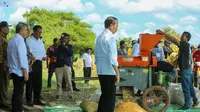 Presiden Joko Widodo meninjau panen raya jagung di Kabupaten Sumbawa. (Foto: Istimewa)