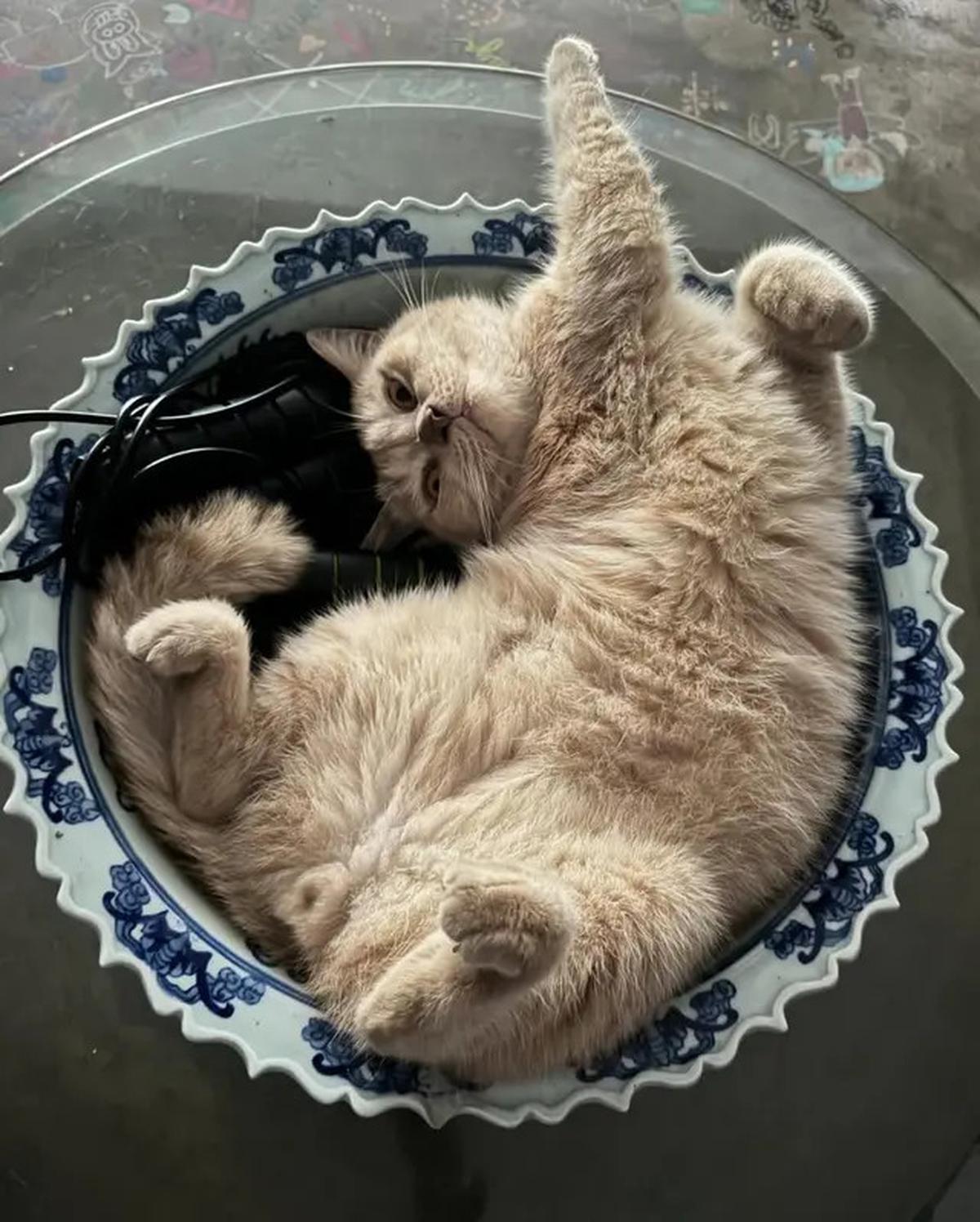 Foto-Foto Kucing Nirina Zubir, Banyak yang Diselamatkan dari Jalanan