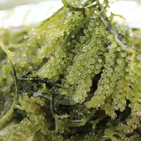 Ilustrasi rumput laut. (Photo by nevillevlogz on Pixabay)