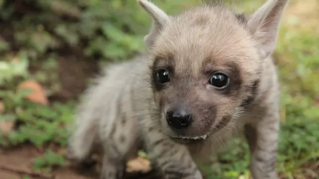 Bayi Heina Bernama Mooi di Bali Safari