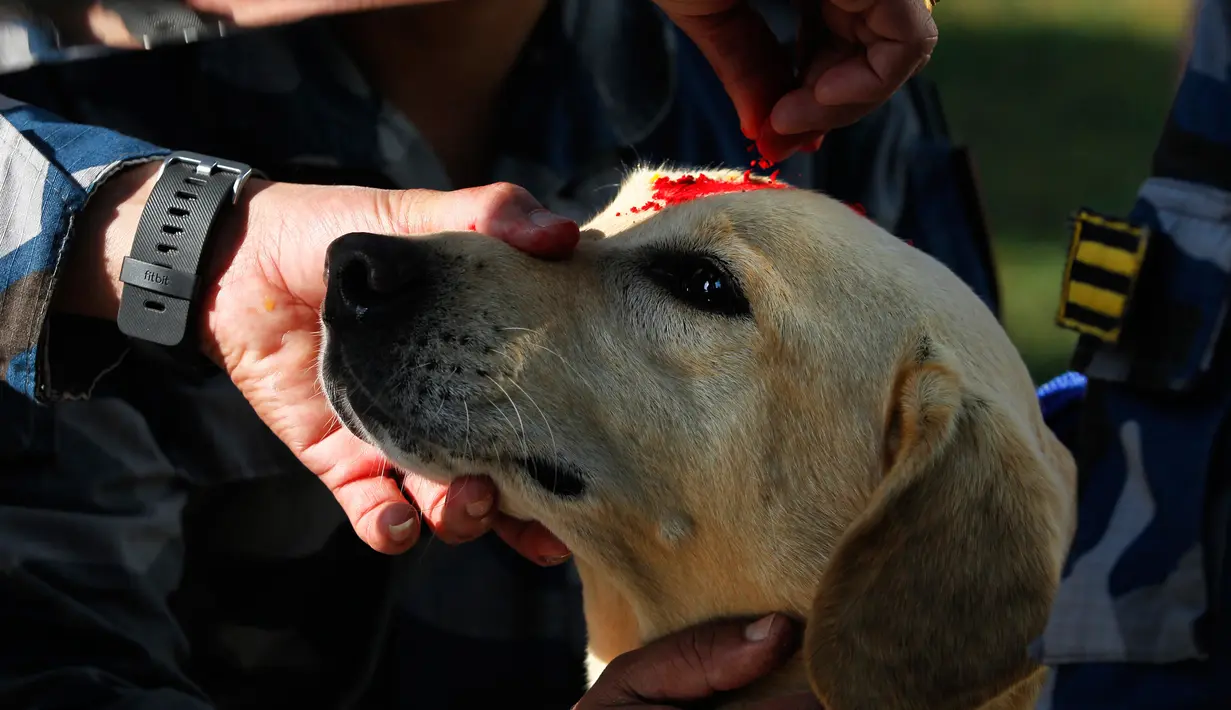 Personel kepolisian Nepal memberikan bubuk merah atau tika di dahi anjing polisi selama perayaan festival Tihar di Kathmandu, Selasa (6/11). Festival Tihar merupakan festival cahaya yang dirayakan setiap tahun oleh penduduk Nepal. (AP/Niranjan Shrestha)