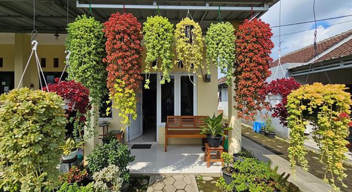 15 Tanaman Gantung untuk Teras Sempit yang Awet Meski Jarang Disiram, Percantik Halaman Rumah