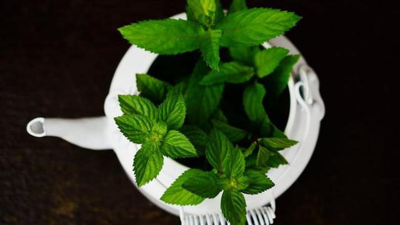 Peppermint