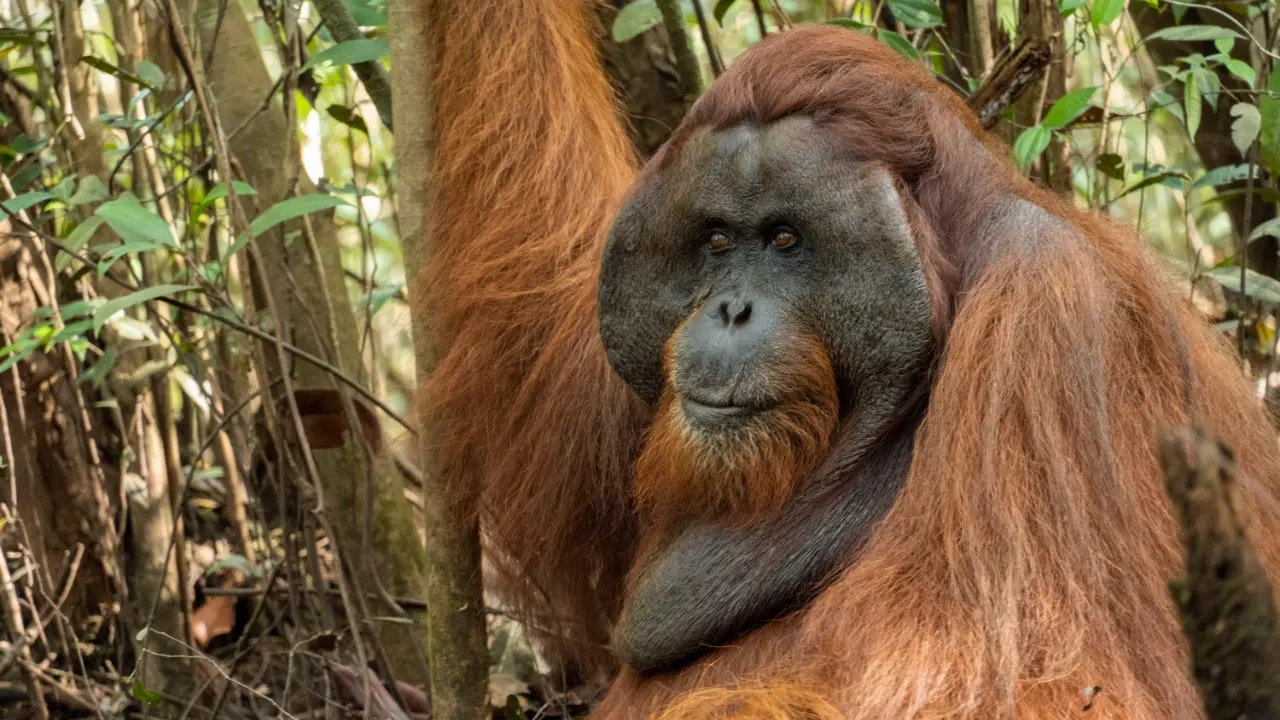 Orangutan mencari makan ke kebun warga karena mereka tidak punya pilihan lagi akibat rumahnya yang musnah. (Foto: IAR Indonesia untuk Aceng Mukaram/Liputan6.com)