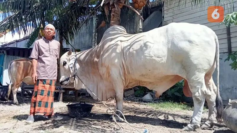 Raden, sapi dari Jokowi untuk dikurbankan di Sigi