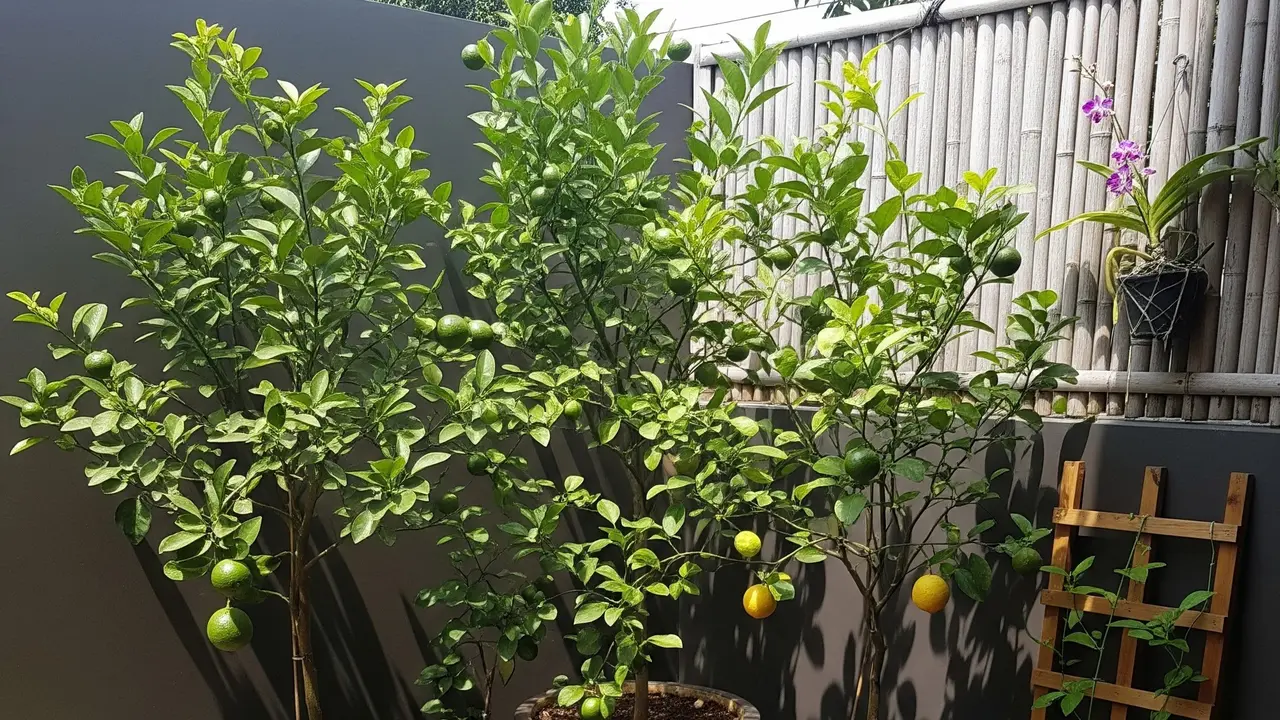 Tabulampot Jeruk Nipis dan Lemon (Gemini AI)