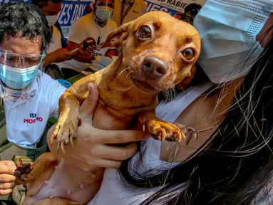 Seekor anjing peliharaan menerima vaksin rabies gratis di Manila, Filipina, pada 28 September 2020. Hari Rabies Sedunia diperingati tiap 28 September untuk menyebarkan kesadaran akan pencegahan rabies pada hewan peliharaan. (Xinhua/Rouelle Umali)