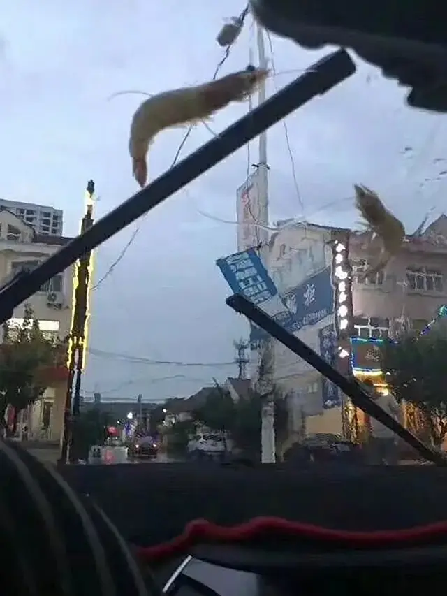Setelah Badai Besar, Ada Hujan Seafood yang Bikin Geger Warga