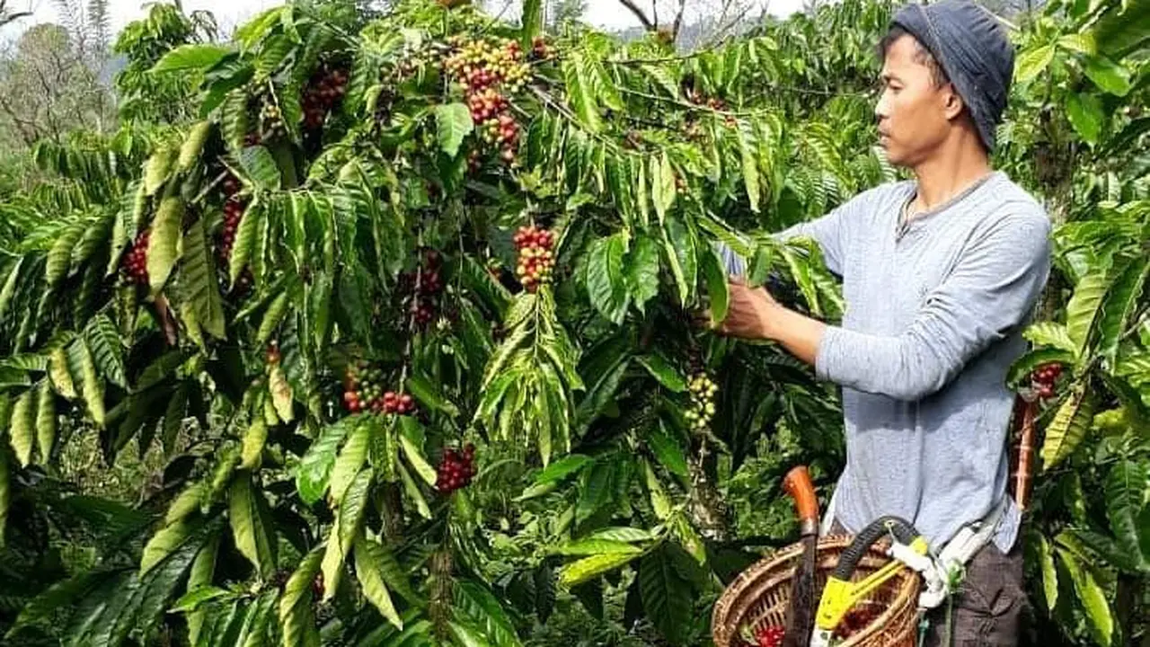 Ekspansi Pertambangan Diduga Rusak Habitat Harimau di Pagar Alam