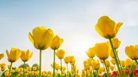 Top 15 Most Beautiful Flowers in the World