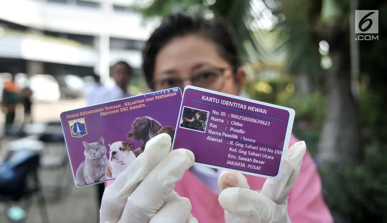 Petugas Dinas Ketahanan Pangan, Kelautan, dan Pertanian (KPKP) DKI Jakarta menunjukkan kartu identitas anjing yang telah diberi microchip di Kantor Dinas KPKP, Jakarta, Rabu (12/9). (Merdeka.com/Iqbal Nugroho)