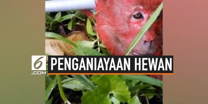 VIDEO: Monyet Disiksa Petani Malaysia karena Mencuri Durian
