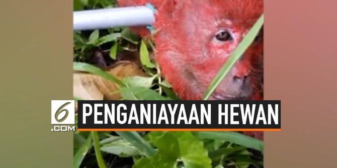 VIDEO: Monyet Disiksa Petani Malaysia karena Mencuri Durian