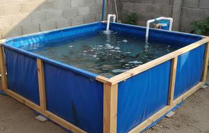 Kolam Terpal Rakitan Kotak merupakan salah satu ide ternak lele di lahan sempit dan kering (Gemini AI)