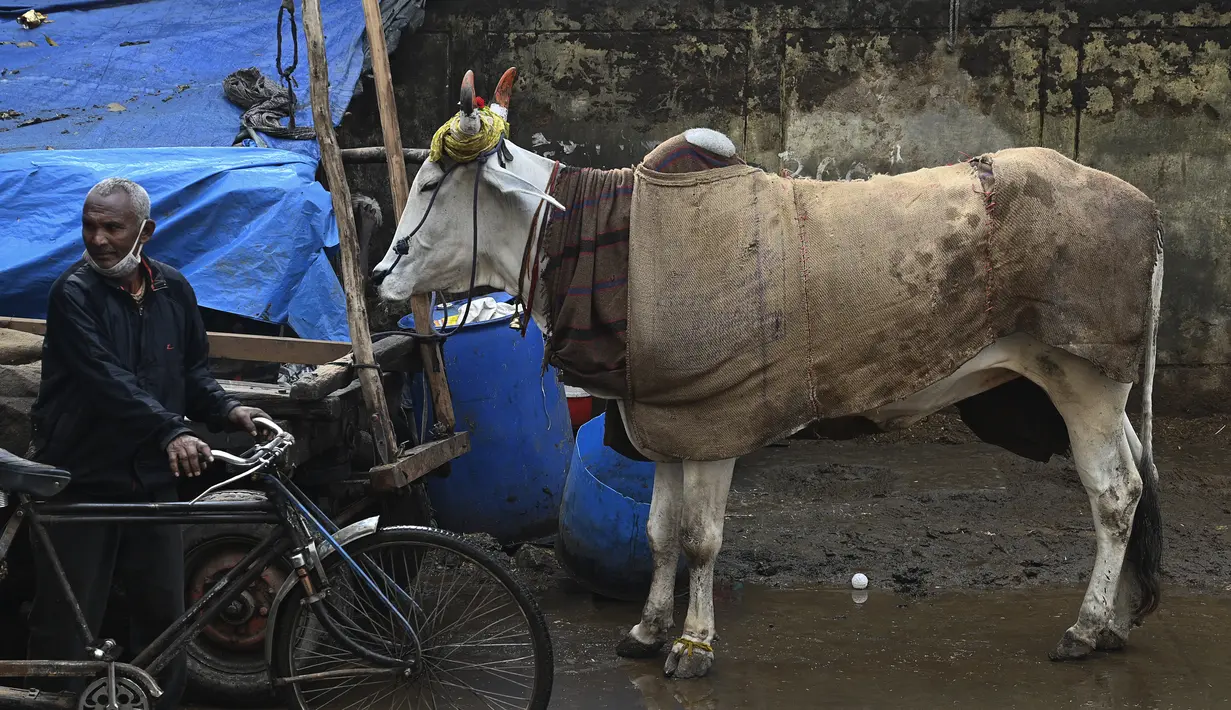 Seorang pengemudi becak duduk di sebelah sapi yang ditutupi dengan karung goni di pinggir jalan di New Delhi, India, Selasa (5/1/2021). Pemilik sengaja memakaikan penutup pada tubuh sapi untuk melindungi sapi dari cuaca dingin. (Photo by Sajjad HUSSAIN / AFP)