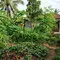 10 Tanaman yang Wajib Ada dalam Food Forest Tropis agar Kebun Lebih Produktif dan Berkelanjutan