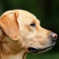 Ilustrasi Anjing Labrador. (Liputan6/Pixabay)