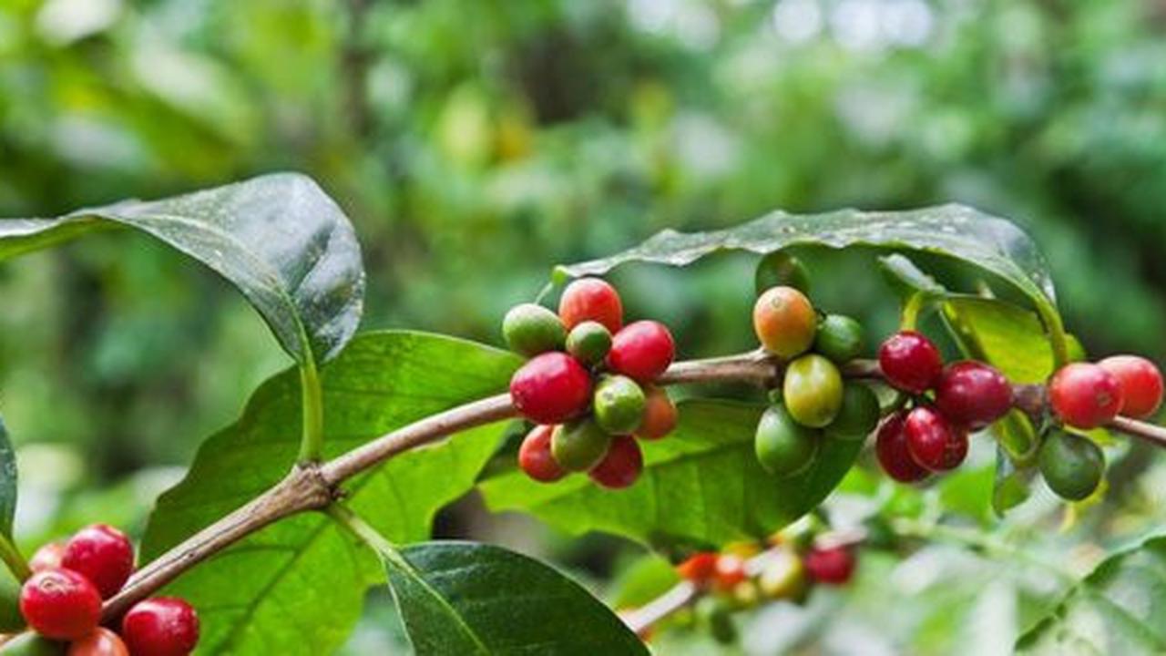 Tidak semua negara bisa menjadi produsen kopi
