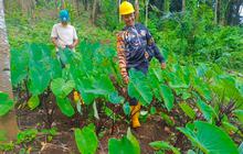 Viral Video Pembabatan Hutan di Bali Utara, UPTD KPH Beri Penjelasan