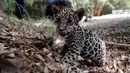 Seekor anak jaguar terlihat selama tur media di Kebun Binatang Altiplano di Tlaxcala dekat Mexico City, Meksiko, pada 24 Mei 2019. Populasi jaguar di alam liar terus menurun dan berstatus terancam punah di masa depan. (REUTERS/Henry Romero)