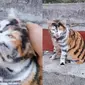 Viral Kucing Diwarnai Motif Harimau Ini Lucu Tapi Kasihan (Sumber: Tik Tok @apolocathouse)