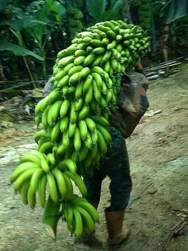 6 Potret Panen Pisang Ini Jadi Sorotan, Rezeki Melimpah