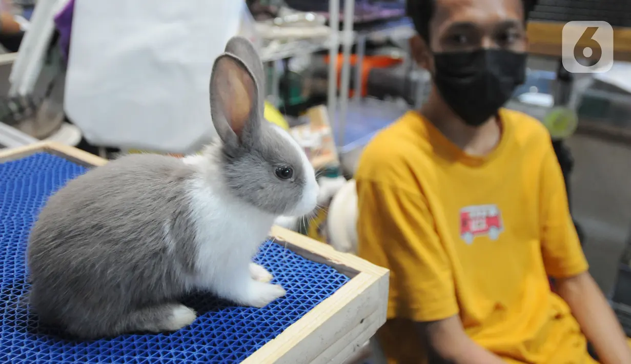 Kelinci hias dihadirkan dalam acara Exotic Pet Garden di Mall Alam Sutera, Tangerang Selatan, Banten, Selasa (16/11/2021). Acara itu menghadirkan berbagai jenis hewan peliharaan baik lokal maupun impor. (merdeka.com/Arie Basuki)