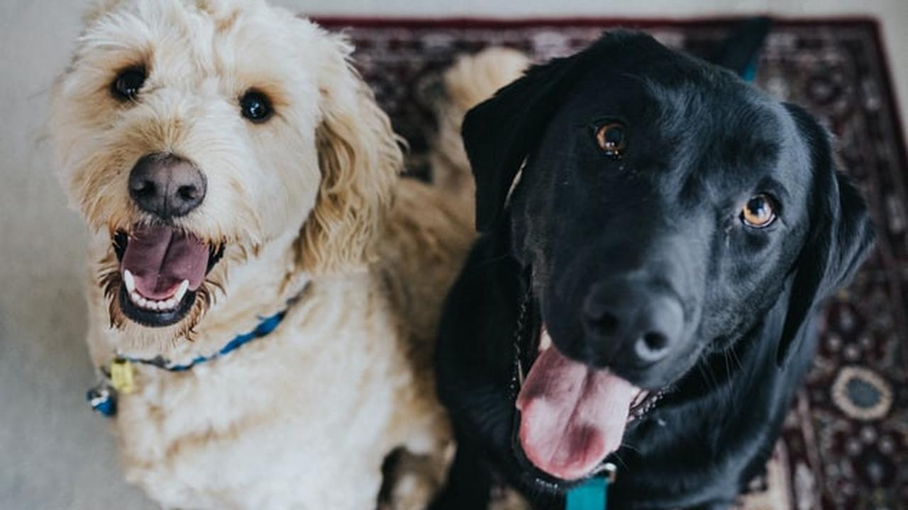 dua anjing hitam dan putih