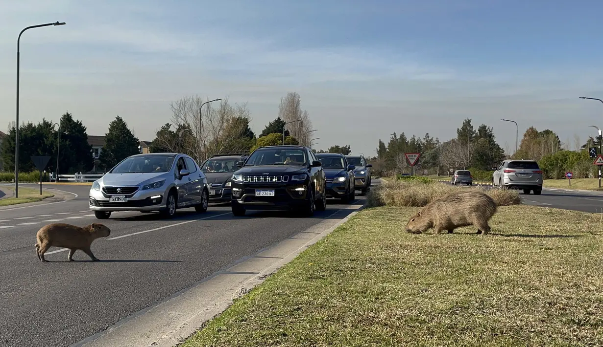 Seekor kapibara melintasi jalan sementara yang lain memakan rumput di komunitas yang terjaga keamanannya di Tigre, Buenos Aires, pada 27 Agustus 2021. Selama beberapa minggu terakhir, media Argentina telah melaporkan "invasi" kapibara di Nordelta. (MAGALI CERVANTES/AFP)