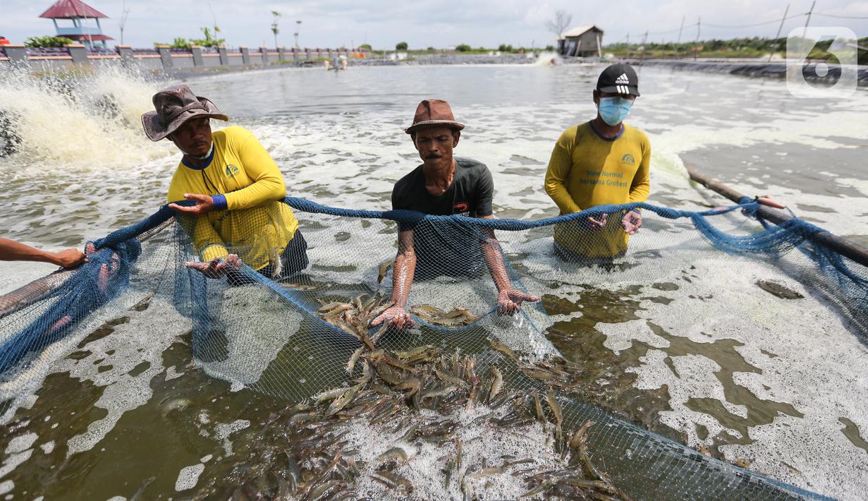 <p>Nelayan saat panen udang di tambak Desa Ketapang, Kabupaten Tangerang (21/01/2022). Program Gerakan Pembangunan Masyarakat Pantai (Gerbang Mapan) bertujuan untuk mempercepat penyediaan infrastruktur dasar pengembangan perekonomian dan wisata masyarakat pesisir.(Liputan6.com/Fery Pradolo)</p>