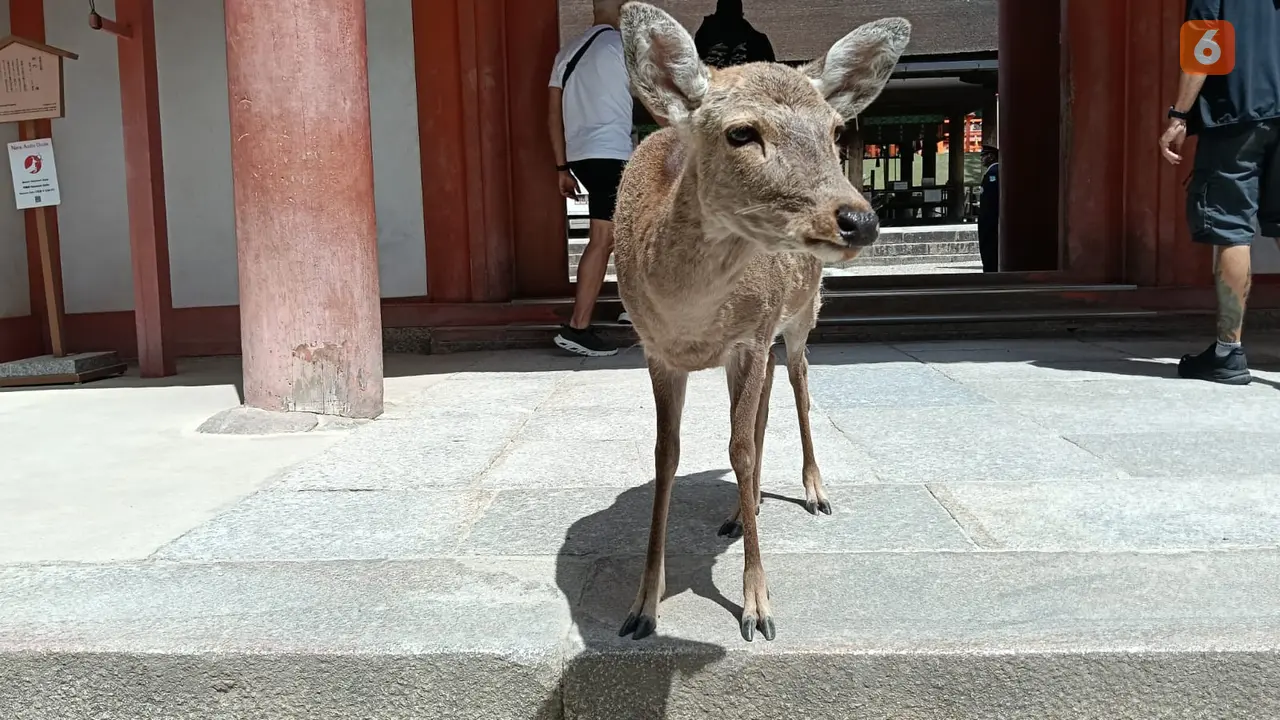 Laporan Liputan6.com dari Nara Jepang: Bercengkerama dengan Rusa-rusa Ikon Kota