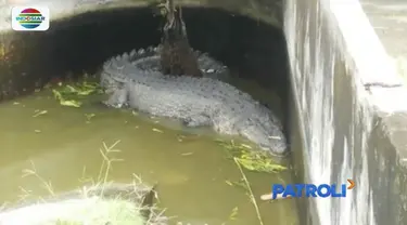 Wanita di Minahasa, Sulawesi Utara, ditemukan tewas diterkam buaya yang biasa diberi makan.