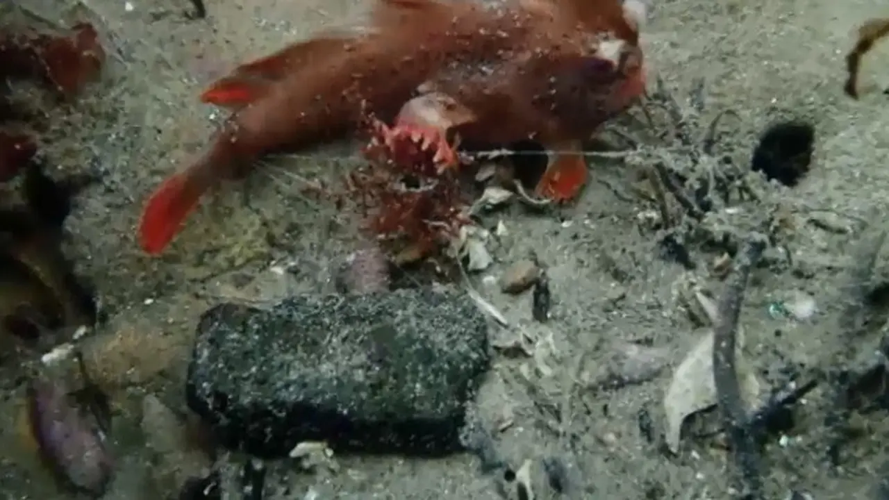 Ilmuan temukan lokasi ikan bertangan di Tasmania (Capture/AustraliaPlus Indonesia)