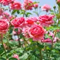 Ilustrasi english rose. (Foto: Shutterstock)