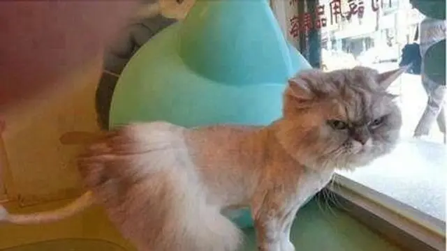 6 Potret Kucing Usai Cukur Bulu Ini Penampilannya Jadi Kocak