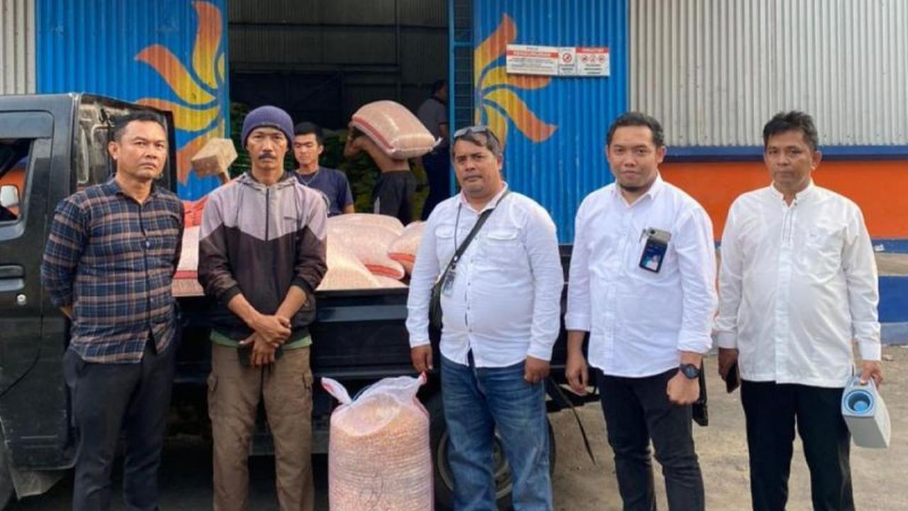 Bulog Rejang Lebong Genjot Penyerapan Jagung Petani Hingga 39,45 Ton untuk Ketahanan Pangan