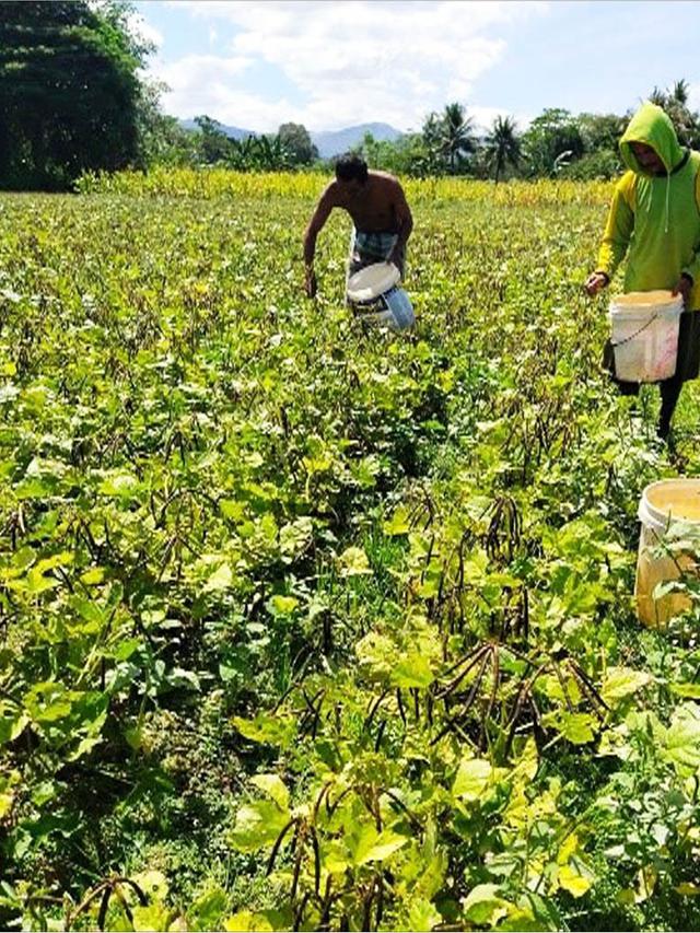 Potensi Ekonomi dan Ekspor Bagus Kementan Dorong Sulsel 