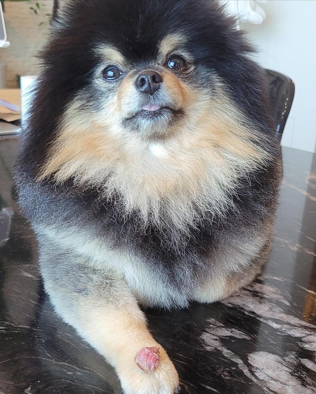 V BTS Umumkan Kematian Yeontan, Anjing Kesayangan yang Dianggap Anggota BTS ke-8