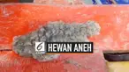 Hewan aneh dari kedalaman laut tak sengaja menyangkut di jaring nelayan Thailand. Bentuknya aneh seperti jeli, jenisnya pun masih misterius.